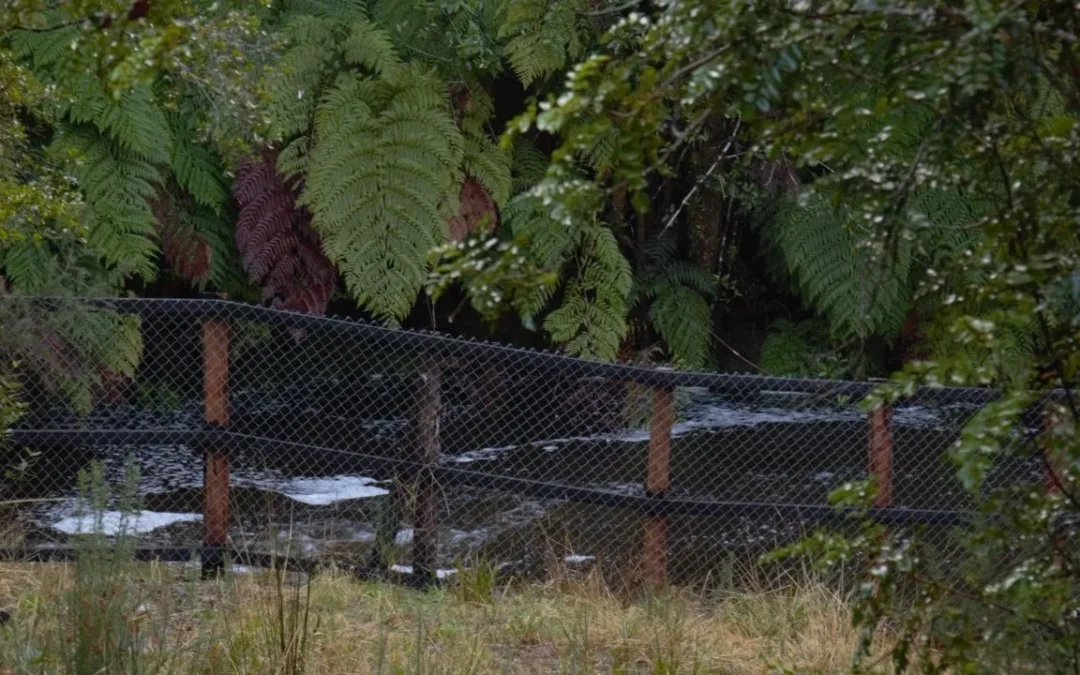 ¿Cómo puede escasear el agua en Chiloé si llueve tanto?
